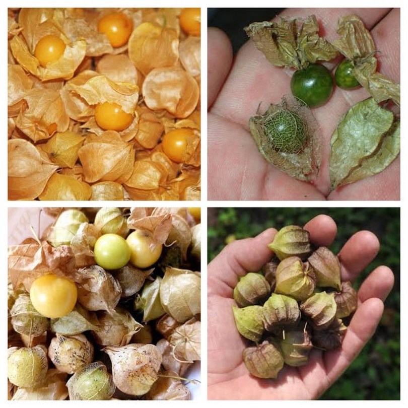 Egzotikus Földicseresznyék csomag, Physalis ssp., vetőmag, akció, kedvezmény